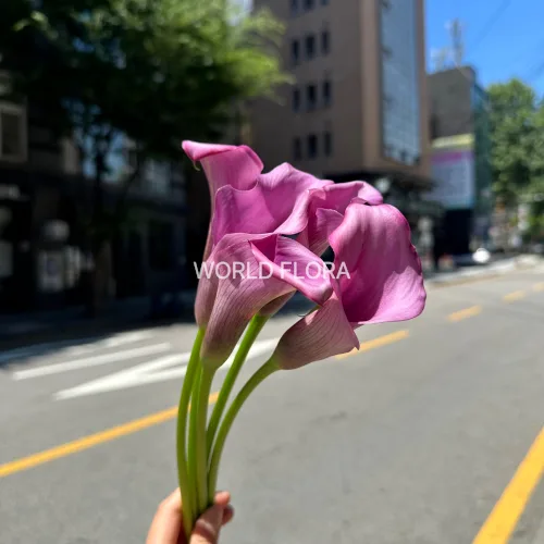 카라 더반 (10대)