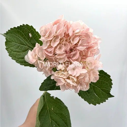수국 염색 연핑크(제이피)