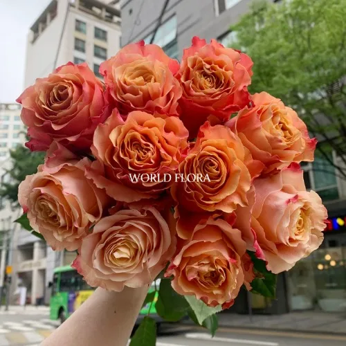 장미 까르페디엠