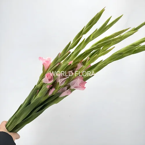 글라디오라스 연핑크