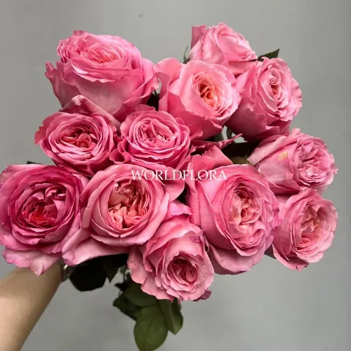 장미 런던아이