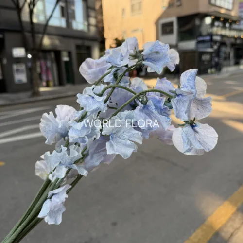 스위트피 염색 라벤더블루