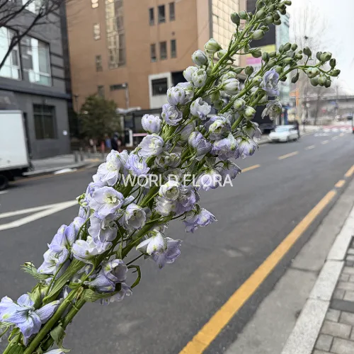 델피니움 엘라툼 매직파운틴 라벤더 80cm (10대)