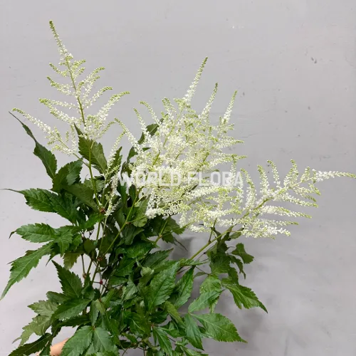 아스틸베 워싱턴 55cm (10대)