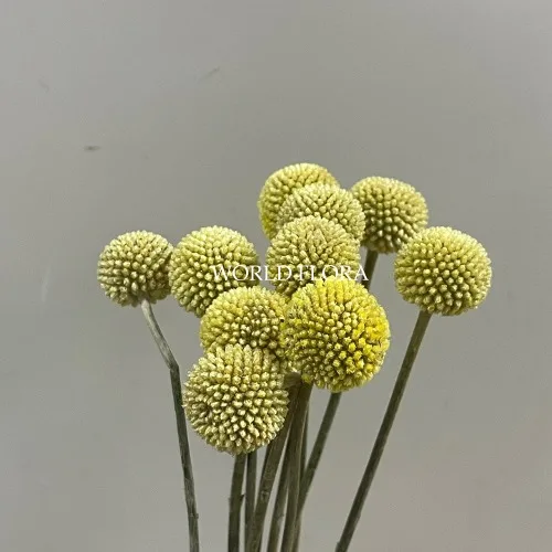 골든볼 2cm (10대)