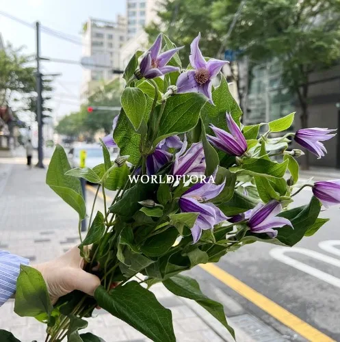 클레마티스 스타리버 60cm (10대)