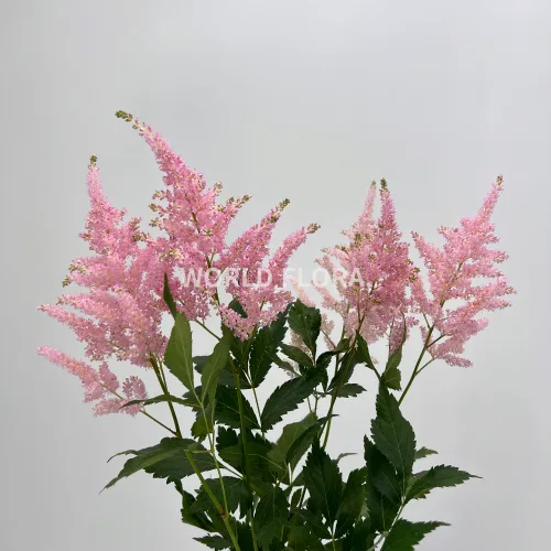아스틸베 유로파 60cm (10대)