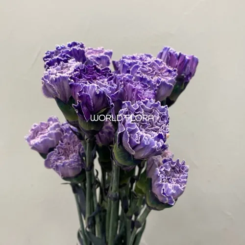 카네이션 염색 일렉트릭퍼플