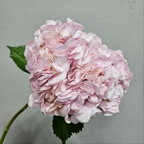 수국 마젠타