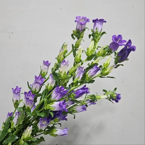 캄파눌라 블루(보라) (10대)