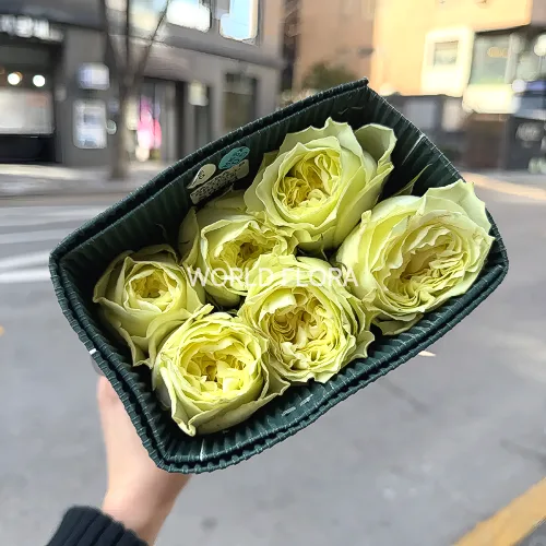 장미 메이라브라이덜화이트