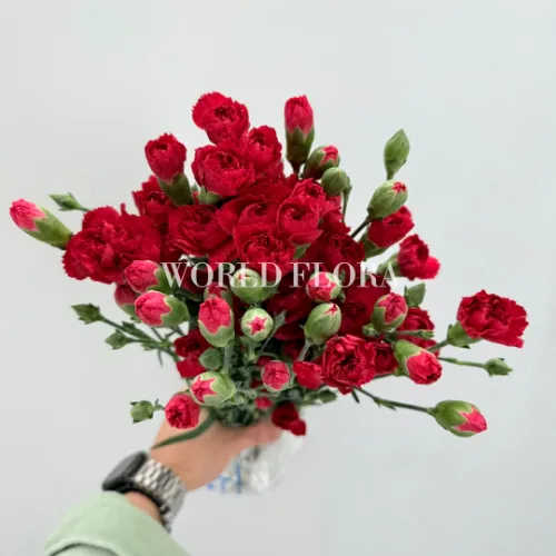 카네이션SP 로니