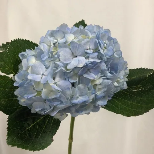 수국 블루
