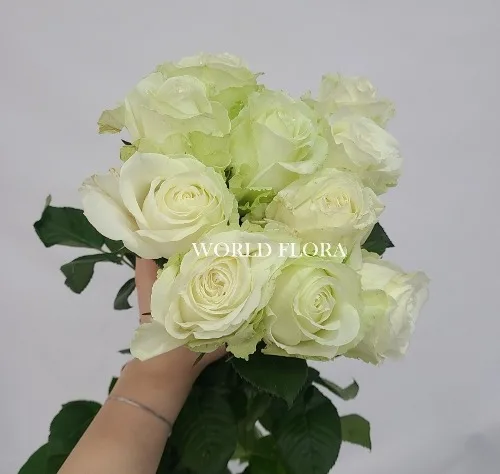 장미 화이트아발란체R