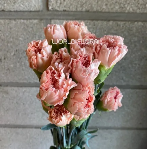 카네이션 피치맘보