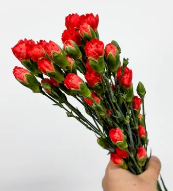카네이션SP 로마니