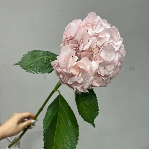 수국 염색 연핑크(패션)