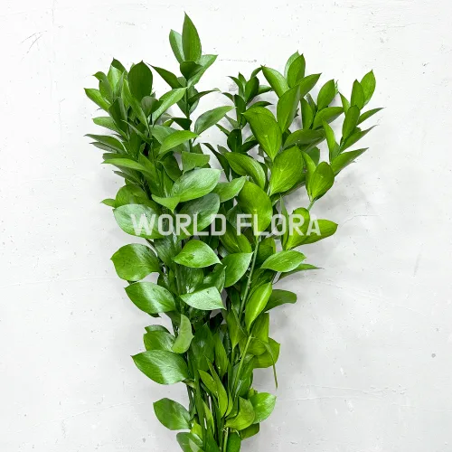 소재 루스커스 60CM