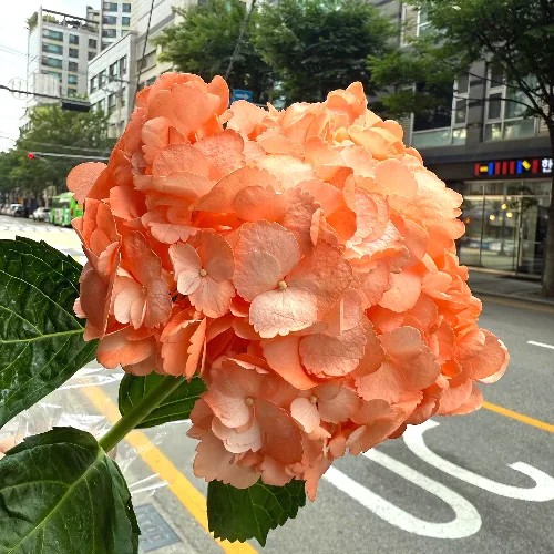 수국 로즈우드