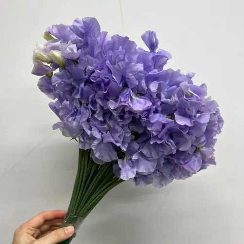 스위트피 라벤더