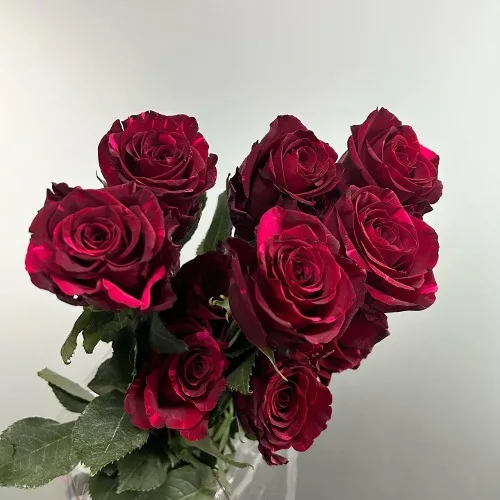 장미 레드팬서