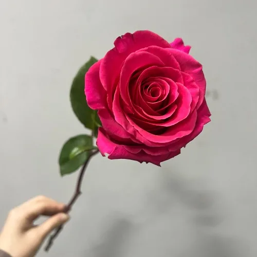 장미 핑크플로이드R